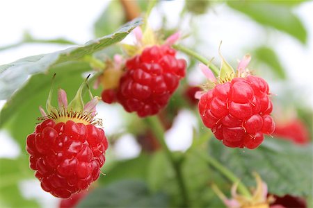 Detail of growing raspberrys in hydroponic plantation Stock Photo - Budget Royalty-Free & Subscription, Code: 400-07678378