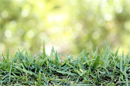 Green Lawn turf abstract nature background Stock Photo - Budget Royalty-Free & Subscription, Code: 400-07678379