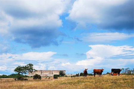 Grazing cattle in front of the old castle ruin at Borgholm in Sweden Foto de stock - Super Valor sin royalties y Suscripción, Código: 400-07678459