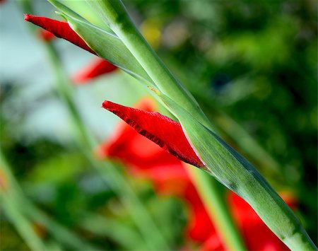 simsearch:400-07676525,k - Macro closeup detail of red iris flower in summer garden Stock Photo - Budget Royalty-Free & Subscription, Code: 400-07678451