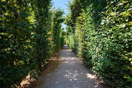 simsearch:400-04499588,k - Walkway under a green natural tunnel Fotografie stock - Microstock e Abbonamento, Codice: 400-07678604