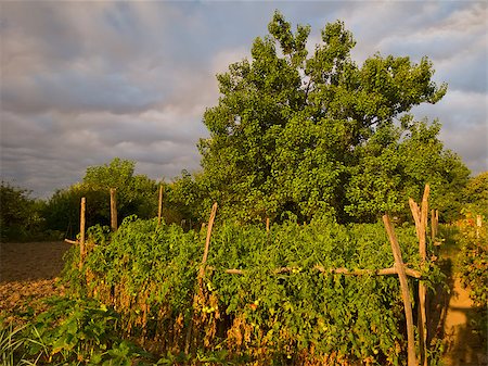 stake - Bio garden in the morning sunrise light Stock Photo - Budget Royalty-Free & Subscription, Code: 400-07678683