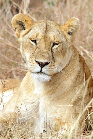 simsearch:841-02719958,k - A lion (Panthera leo) on the Maasai Mara National Reserve safari in southwestern Kenya. Stock Photo - Budget Royalty-Free & Subscription, Code: 400-07678831