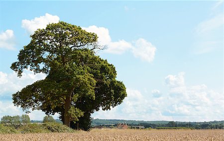 Oak trees border the edge of a farm field full of wheat. Traditional Kent oast houses stand in the distance. Stock Photo - Budget Royalty-Free & Subscription, Code: 400-07679109