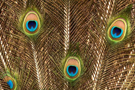 Peacock feathers in gold, close up view Stock Photo - Budget Royalty-Free & Subscription, Code: 400-07680035