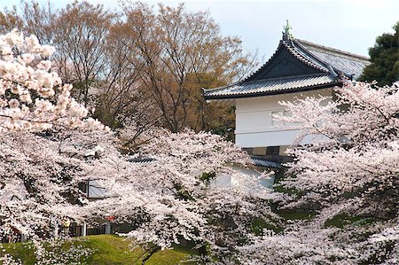 simsearch:400-08960941,k - Tokyo Emperor's Palace with cherry blossom, Spring Stockbilder - Microstock & Abonnement, Bildnummer: 400-07680037