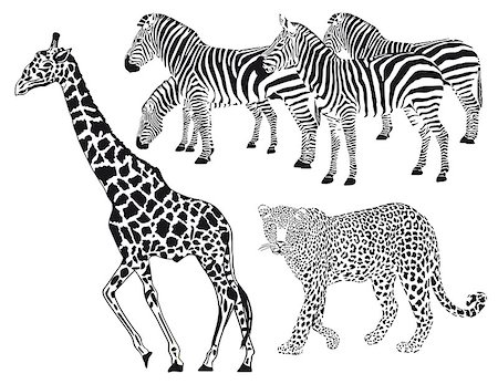 Leopard, Zebra, Giraffe Stock Photo - Budget Royalty-Free & Subscription, Code: 400-07680046