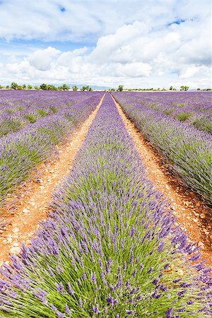 french lifestyle and culture - Provence Region, France. Lavander field at end of June Stock Photo - Budget Royalty-Free & Subscription, Code: 400-07680078