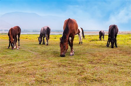 simsearch:400-08372603,k - Horses graze in a field Stock Photo - Budget Royalty-Free & Subscription, Code: 400-07680284