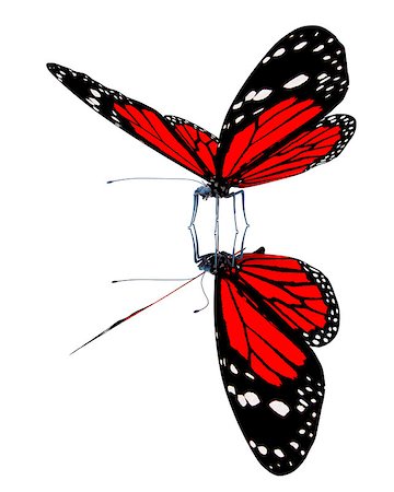 simsearch:400-07680450,k - Butterfly on a white background Foto de stock - Super Valor sin royalties y Suscripción, Código: 400-07680449