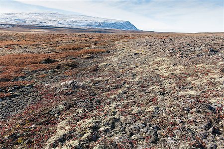 Arctic landscape in summer with lichen, vegetation and snowy mountain Photographie de stock - Aubaine LD & Abonnement, Code: 400-07680598