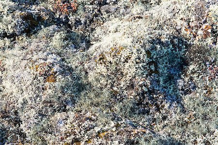 Arctic vegetation on Greenland in summer with lichen, moss and other plants Stock Photo - Budget Royalty-Free & Subscription, Code: 400-07680600