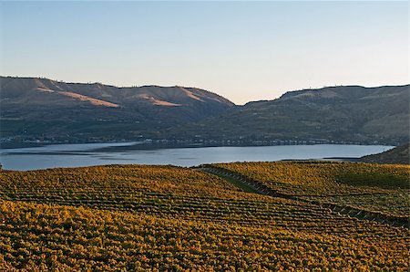 simsearch:695-03381489,k - A view of the Benson vineyard at sunset Stock Photo - Budget Royalty-Free & Subscription, Code: 400-07680817