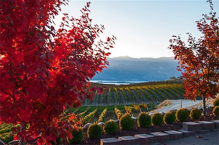 simsearch:695-03381489,k - A fall view from Benson Vineyard at sunset Stock Photo - Budget Royalty-Free & Subscription, Code: 400-07680813