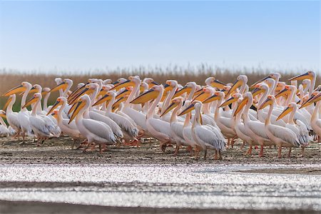 simsearch:400-09010263,k - white pelicans (pelecanus onocrotalus) in the Danube Delta, Romania Stock Photo - Budget Royalty-Free & Subscription, Code: 400-07680838