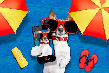 funny animals with mobile phone - dog lying on towel under shade of umbrella relaxing and chilling out in the summer vacation taking a selfie Stock Photo - Budget Royalty-Free & Subscription, Code: 400-07680897