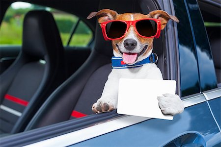 simsearch:400-08694289,k - dog leaning out the car window showing a blank and empty drivers license Stock Photo - Budget Royalty-Free & Subscription, Code: 400-07680899