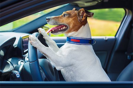 simsearch:400-08694289,k - dog driving a steering wheel in a racing car Stock Photo - Budget Royalty-Free & Subscription, Code: 400-07680904