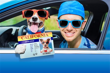 simsearch:400-08694289,k - dog in a car looking through window with Driving instructor showing  the drivers license Stock Photo - Budget Royalty-Free & Subscription, Code: 400-07680906