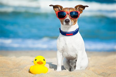 simsearch:400-08158292,k - dog sitting with plastic rubber duck at the beach with ocean  as background Fotografie stock - Microstock e Abbonamento, Codice: 400-07680908