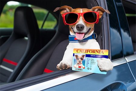 simsearch:400-08694289,k - dog leaning out the car window showing the drivers license Stock Photo - Budget Royalty-Free & Subscription, Code: 400-07680900