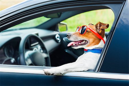 simsearch:400-08694289,k - dog leaning out the car window with funny sunglasses Stock Photo - Budget Royalty-Free & Subscription, Code: 400-07680903