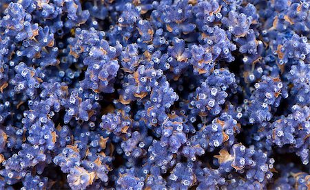 simsearch:400-05947571,k - A shot of dried lavender (the background) Stock Photo - Budget Royalty-Free & Subscription, Code: 400-07681301