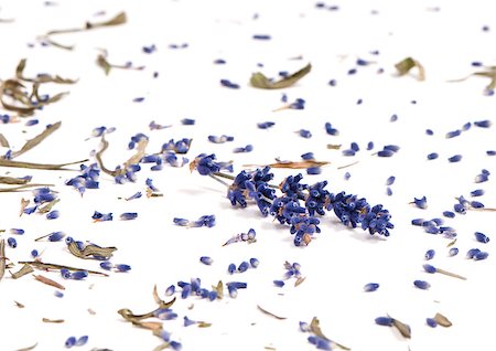simsearch:400-06069986,k - A shot of dried lavender on the white background Stock Photo - Budget Royalty-Free & Subscription, Code: 400-07681302