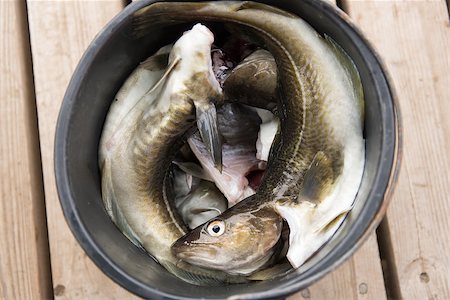 Fresh caugth cod in a black bucket on wooden planks Photographie de stock - Aubaine LD & Abonnement, Code: 400-07681556