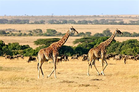 simsearch:879-09021080,k - Giraffes (Giraffa camelopardalis) on the Maasai Mara National Reserve safari in southwestern Kenya. Photographie de stock - Aubaine LD & Abonnement, Code: 400-07681906