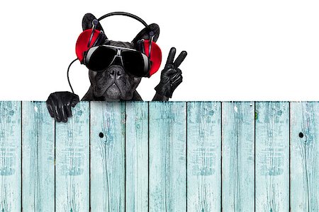 dj dog listening to music behind an empty and blank wood wall with victory and peace fingers Stock Photo - Budget Royalty-Free & Subscription, Code: 400-07681964