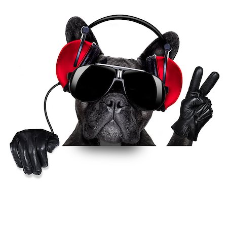 cool dj dog listening to music behind a white and blank banner or placard with peace  or victory fingers Stock Photo - Budget Royalty-Free & Subscription, Code: 400-07681965