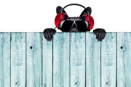 dance club signs - dj dog listening to music behind an empty and blank wood wall Stock Photo - Budget Royalty-Free & Subscription, Code: 400-07681961
