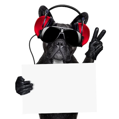 cool dj dog listening to music holding a white and blank banner or placard with peace or victory fingers Stock Photo - Budget Royalty-Free & Subscription, Code: 400-07681962