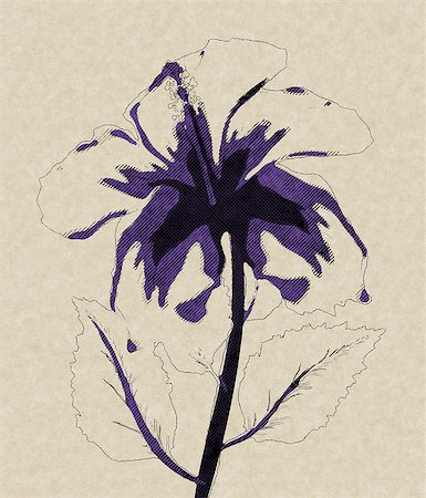 Background with grunge hibiscus flower, retro halftone effect. Photographie de stock - Aubaine LD & Abonnement, Code: 400-07682205