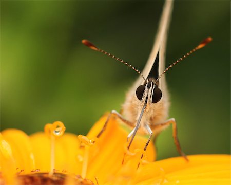 simsearch:400-07674888,k - Butterfly in yellow flower natural macro close-up Fotografie stock - Microstock e Abbonamento, Codice: 400-07682267