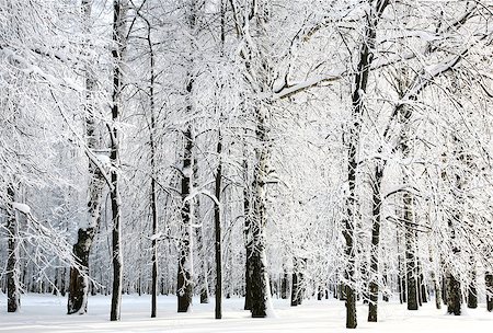 elenakovaleva (artist) - Beautiful snow branches of russian winter in sunlight Photographie de stock - Aubaine LD & Abonnement, Code: 400-07682343