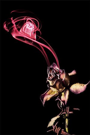 simsearch:859-03884561,k - Departing soul of dying rose, studio shot on black background Stock Photo - Budget Royalty-Free & Subscription, Code: 400-07682362