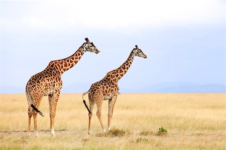 simsearch:879-09021076,k - Giraffes (Giraffa camelopardalis) on the Maasai Mara National Reserve safari in southwestern Kenya. Foto de stock - Royalty-Free Super Valor e Assinatura, Número: 400-07682384