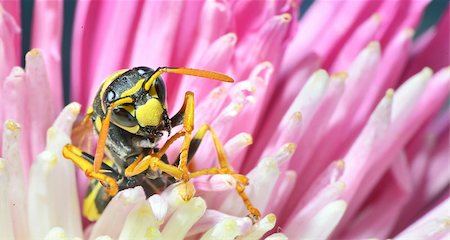 Yellow Jacket (Wasp) / Wasp is collecting pollen and nectar from flowers. Stock Photo - Budget Royalty-Free & Subscription, Code: 400-07682459