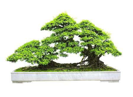 Bonsai. Isolated on white background Stock Photo - Budget Royalty-Free & Subscription, Code: 400-07682612