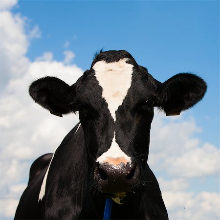 simsearch:400-07676838,k - Dutch cow in the meadow Stock Photo - Budget Royalty-Free & Subscription, Code: 400-07714016