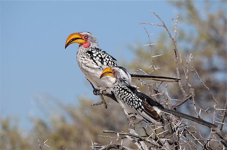 simsearch:400-04473063,k - Southern Yellow-billed Hornbill, Tockus leucomelas, Etosha national Park, Namibia Foto de stock - Super Valor sin royalties y Suscripción, Código: 400-07714536