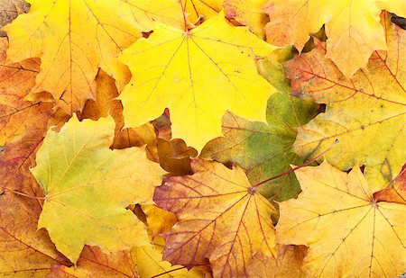 simsearch:400-04651966,k - Colorful autumn maple leaves background Foto de stock - Super Valor sin royalties y Suscripción, Código: 400-07714988