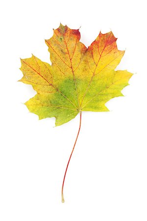 simsearch:400-04651966,k - Colorful autumn maple leaf. View from above. Isolated on white background Foto de stock - Super Valor sin royalties y Suscripción, Código: 400-07714980