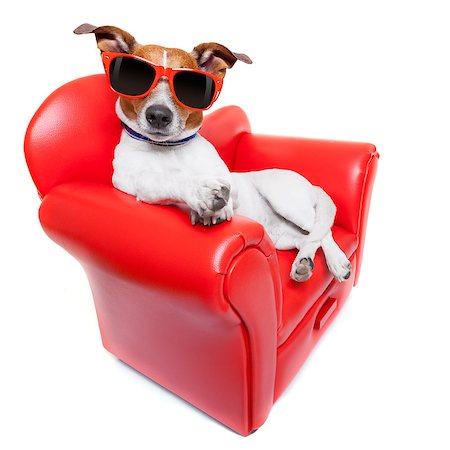 simsearch:400-07055954,k - dog sitting on red sofa relaxing and resting while chilling out Stockbilder - Microstock & Abonnement, Bildnummer: 400-07715175