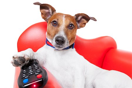 simsearch:400-09091954,k - dog watching tv or a movie sitting on a red sofa or couch  with remote control changing the channels Stock Photo - Budget Royalty-Free & Subscription, Code: 400-07715176