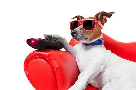 simsearch:400-07055954,k - dog watching tv or a movie sitting on a red sofa or couch  with remote control changing the channels Stockbilder - Microstock & Abonnement, Bildnummer: 400-07715179
