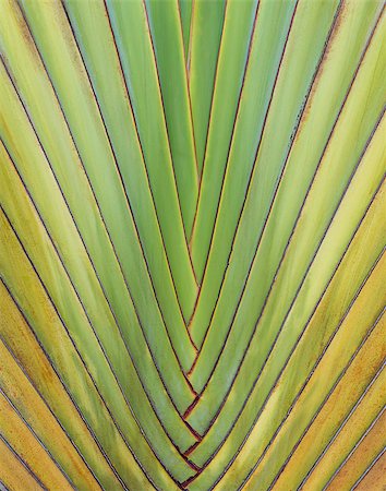 simsearch:400-07715470,k - Close-up image of a Ravenala madagascariensis  palm leaf natural background image Stock Photo - Budget Royalty-Free & Subscription, Code: 400-07715470