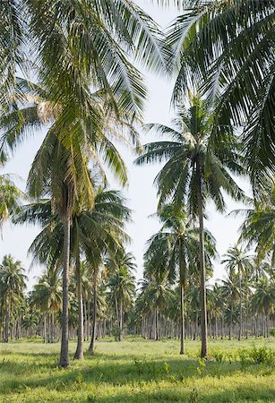 Coconut plantation on the Samui Island in Thailand Fotografie stock - Microstock e Abbonamento, Codice: 400-07715500